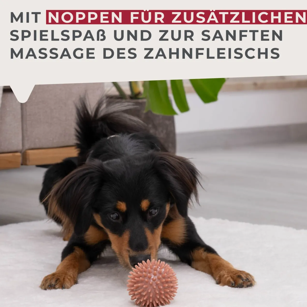 Hundespielzeug Ball Our Pets