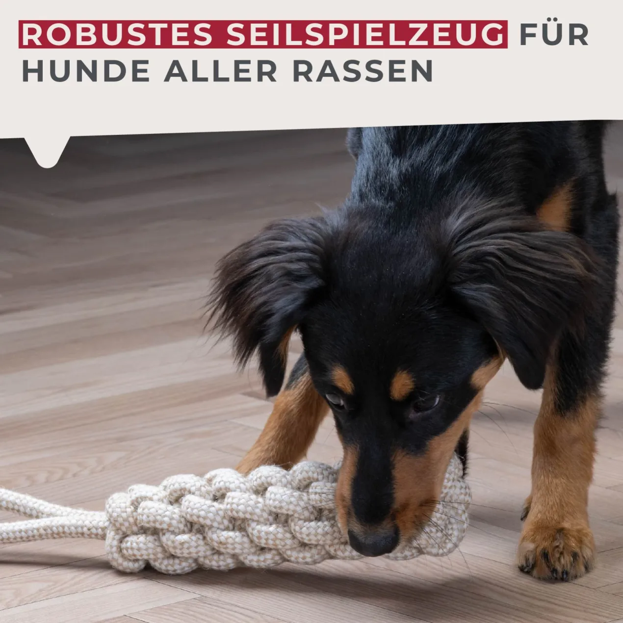 Hundespielzeug Seil Our Pets