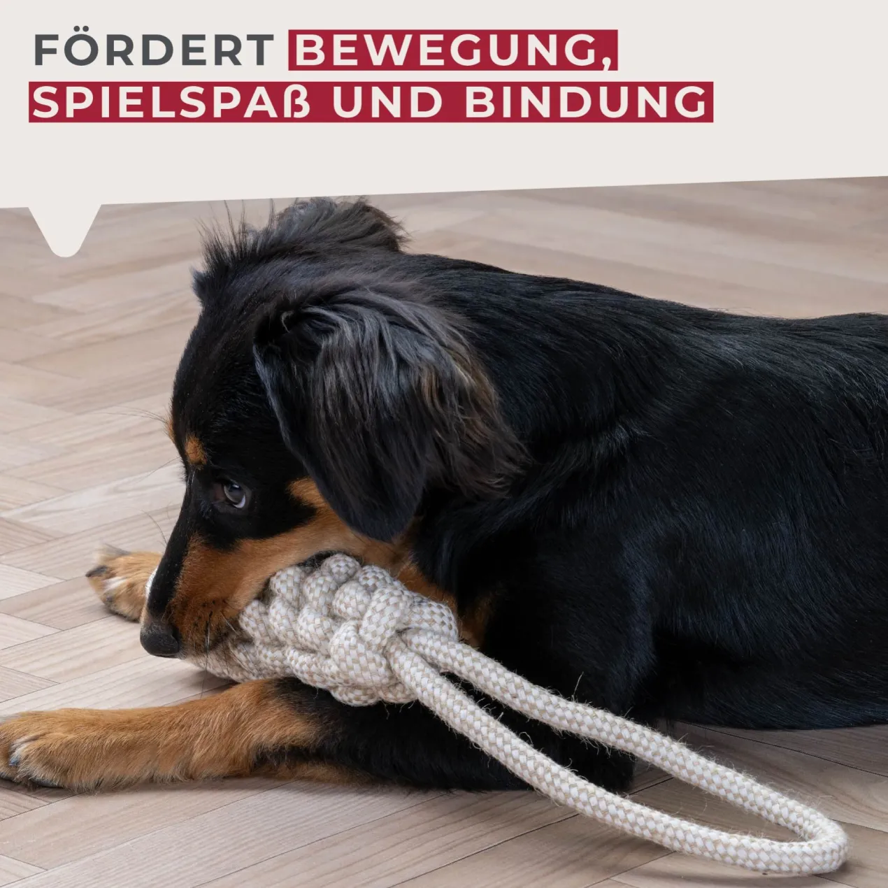 Hundespielzeug Seil Our Pets