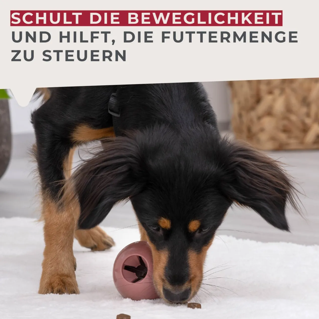 Snack-Ball Our Pets rot, groß