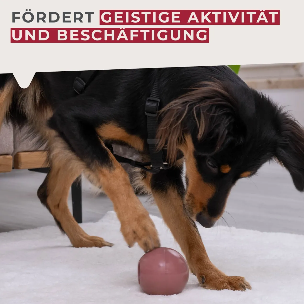 Snack-Ball Our Pets rot, groß